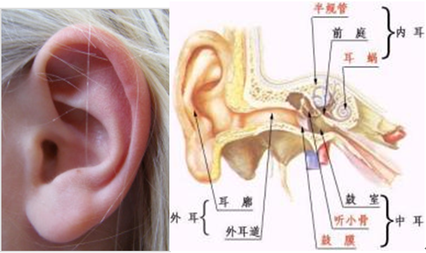鼓膜穿孔是否构成轻伤?